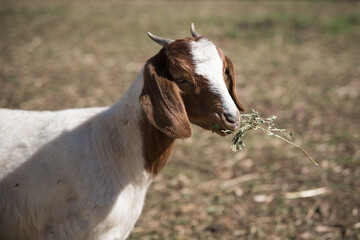 Goat on a farm eating hay