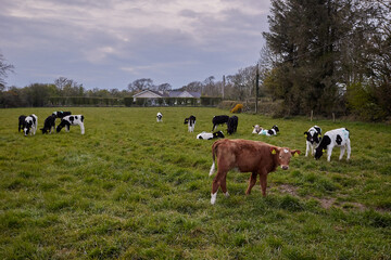 food exploitation of calves' livestock. Breeding ground.