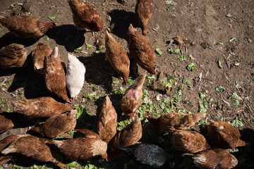 Chickens at a farm