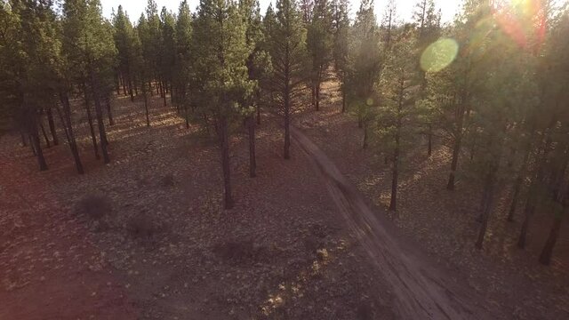 Dirt bike riding on desert trail through trees and sage brush. Bend Oregon