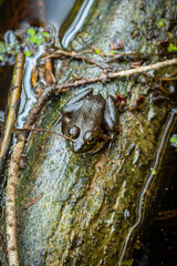frog on a log