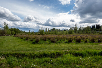 view of a large blueberry farm in the pacific northwest on a sunny, cloudy day