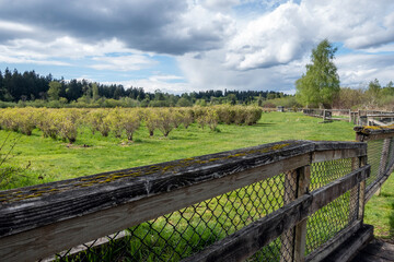 view of a large blueberry farm in the pacific northwest on a sunny, cloudy day