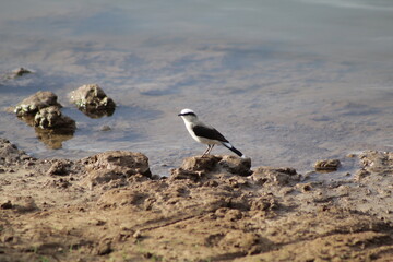 black backed gull