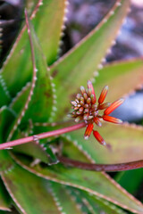 Aloe vera pertenece a la familia Asphodelaceae