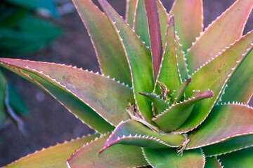 Aloe vera pertenece a la familia Asphodelaceae