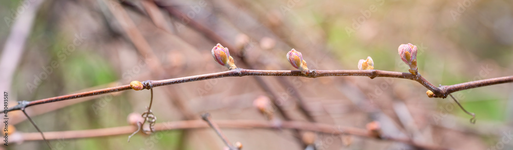 Wall mural Pano of bud break on a grapevine