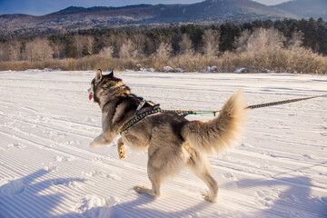 Skiing with Husky dogs in russian mountains