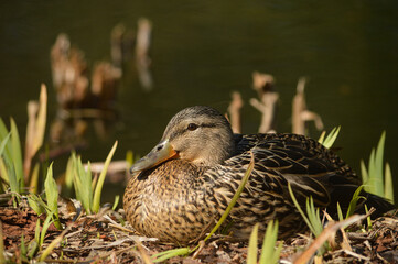 Canard colvert femelle
