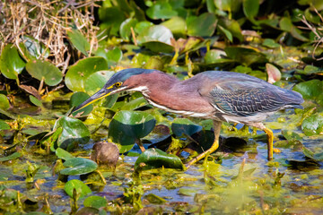 Close up green heron fishing in the pond