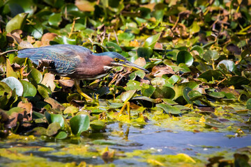 Close up green heron fishing in the pond