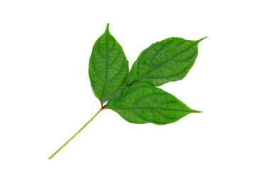Konjac leaf isolated on white background. Wild konjac leaf