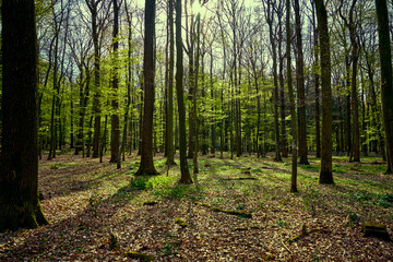 Fototapeta premium Forest trees. nature green wood sunlight backgrounds