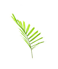 Tropical palm leaf isolated on white background. Small palm leaf for bouquet decoration