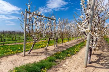 Fototapeta na wymiar Espaliered pear trees and vineyard in spring.