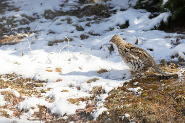 Ruffed Grouse, male