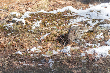 Ruffed Grouse, male,  pecking