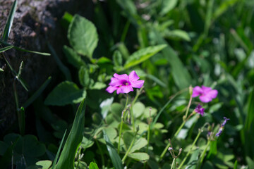 Fototapeta premium flowers in the grass