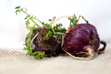 Fresh maca roots or Peruvian ginseng (lat. Lepidium meyenii) with maca products (maca powder) (Selective focus, Focus on maca roots on the front)