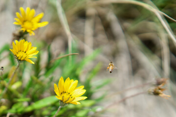 Closeup shot of small golden asters and a bee collecting nectar in the garden on a sunny day