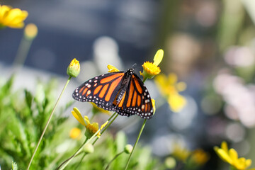 butterfly on flower