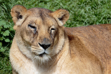 Lion (Panthera leo), portrait of a lioness resting in the sun, photograph taken in captivity.