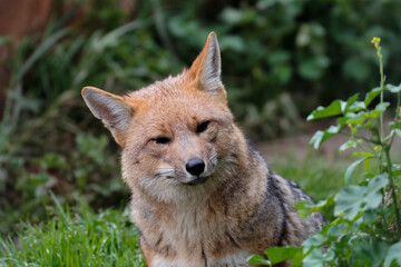 Red fox (Pseudalopex culpaeus), portrait of a beautiful red fox taken in captivity.