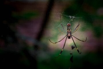 spider on a web
