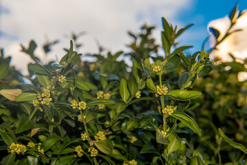 Fototapeta premium Young leaves of black currant on green blurred background. Close-up. Young branches of bushes began to blossom. Selective focus