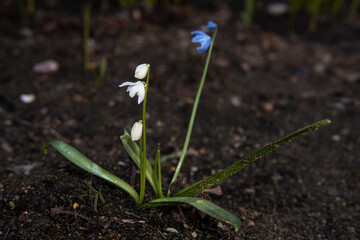 little blue flower on the brown ground in the botanical garden in early spring.