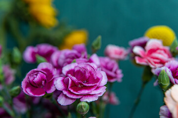 a fragment of blooming pink camelia bush. selective focus
