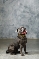 staffordshire bull terrier dog, studio shot, close-up view