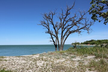 Fototapeta na wymiar A dry tree stands by the lake