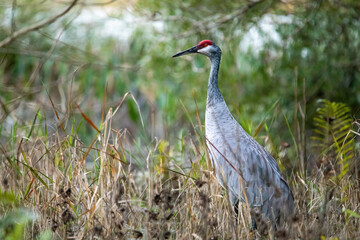 Single sandhill crane close up portrait at day