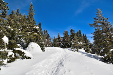 Sunny winter day with blue sky. Hiking trail in snow at Orford national park, Eastern Townships