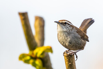 Bewick's Wren Perches on a Branch Tip