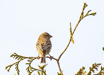 Female House Finch Poses on Arborvitae Stem