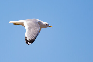 Mew Gull Flies Close for a Good Look