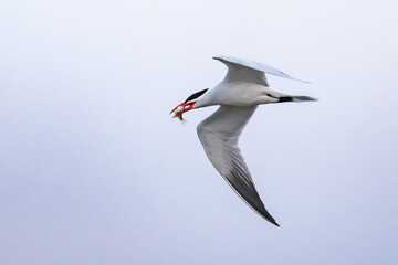 Obraz premium Caspian Tern Proudly Displays His Catch in Flight
