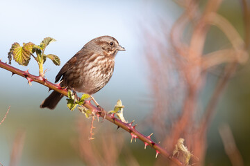 Fototapeta premium Song Sparrows Watches the Action From a Blackberry Bramble