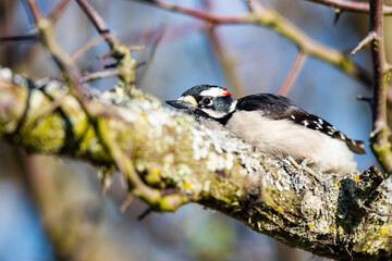 Downy Woodpecker Searches for Bugs on a Sunny Day