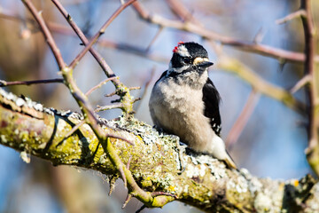 Downy Woodpecker Searches for Bugs on a Sunny Day