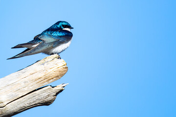 Majestic Tree Swallow Surveys the Surroundings