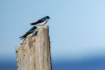 Majestic Tree Swallow Surveys the Surroundings