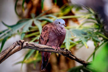 Obraz premium Columbina talpacoti - Purple dove