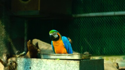 Animal and wildlife, Wildlife traditionally refers to undomesticated animal species