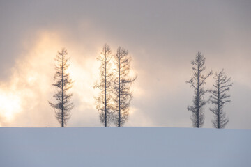 美瑛町の冬景色マイルドセブンの丘の夕景