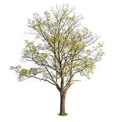 Norway Maple tree, spring tree cut out with clipping path