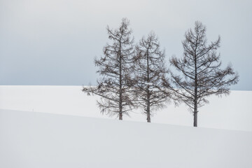 美瑛町の冬景色マイルドセブンの丘の夕景