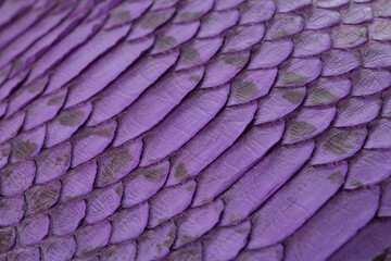 Purple color snake skin leather texture background